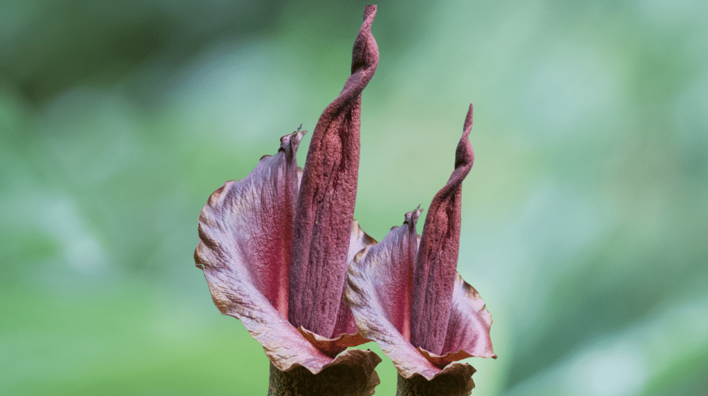An image of Amorphophallus Konjac for Weight Loss