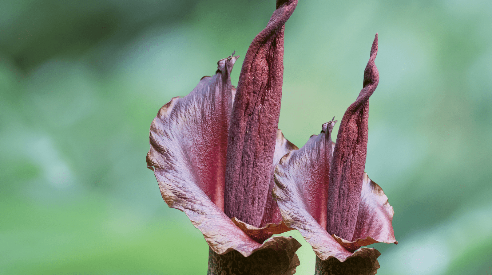 organic konjac or Amorphophallus Konjac plant care