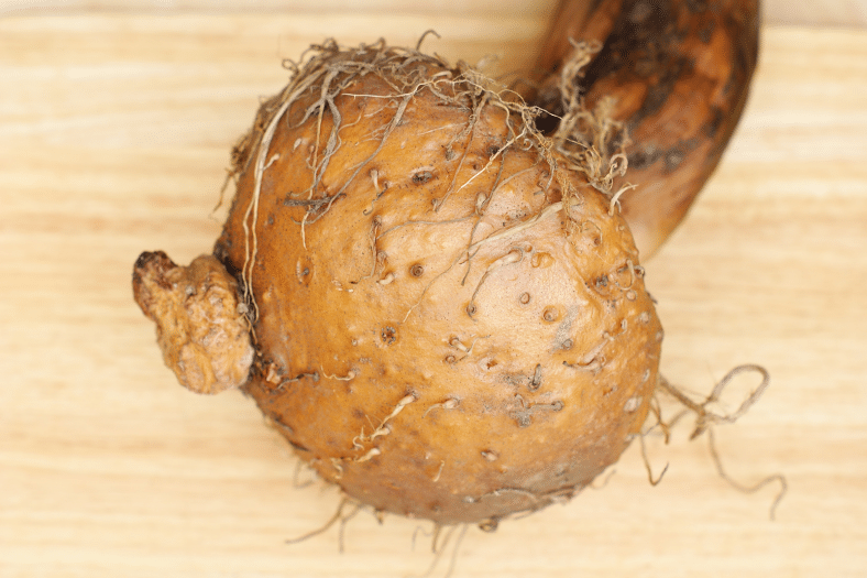 An image of Konjac Root