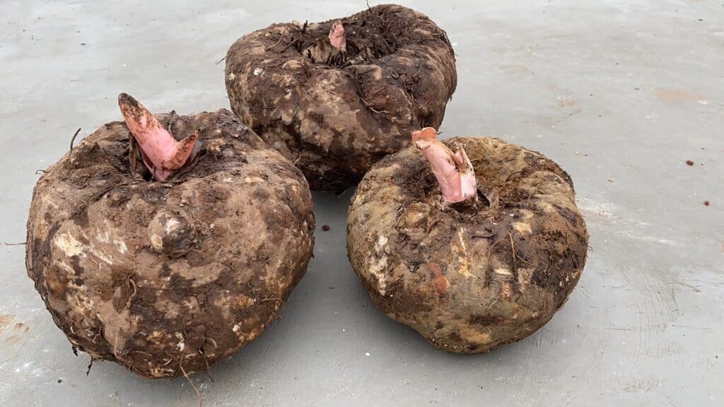 Three large konjac roots with pinkish shoots emerging from the top, resting on a gray surface.